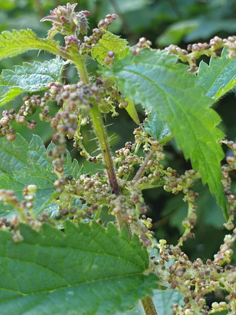 Biodiversiteit in de Brabantse Keukentuin